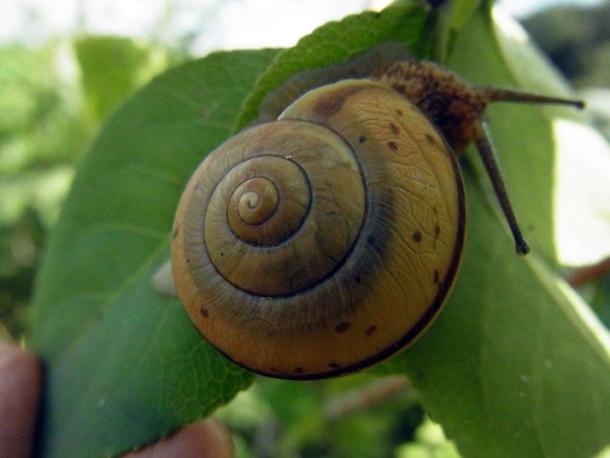 カタツムリ_f0131669_07304168.jpg