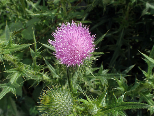 モニタリング調査 2018.6.22 大牧小学校_f0131669_08191201.jpg