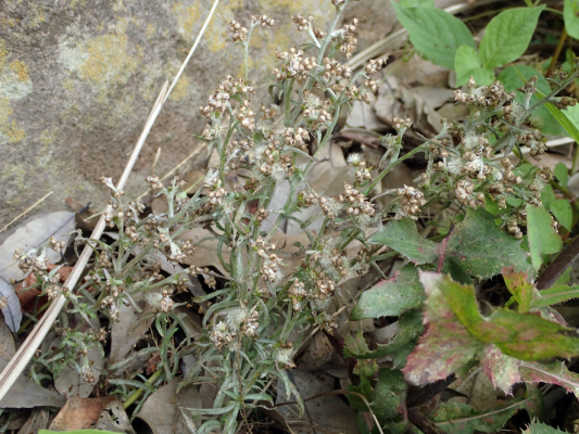 モニタリング調査 2018.6.22 大牧小学校_f0131669_08211839.jpg