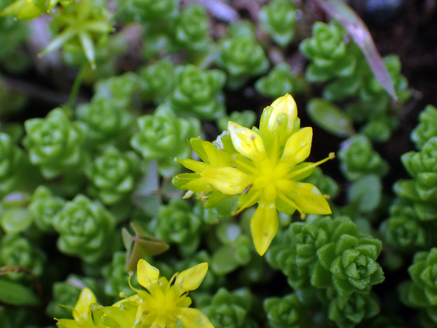 モニタリング調査 2018.6.22 大牧小学校_f0131669_08233421.jpg