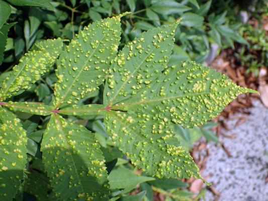 モニタリング調査 2018.6.22 大牧小学校_f0131669_08241371.jpg