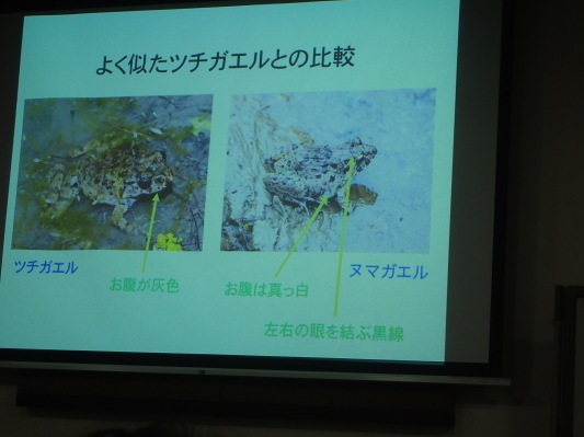 2019.6.29　両生類の今を学ぶ_f0131669_09315134.jpg