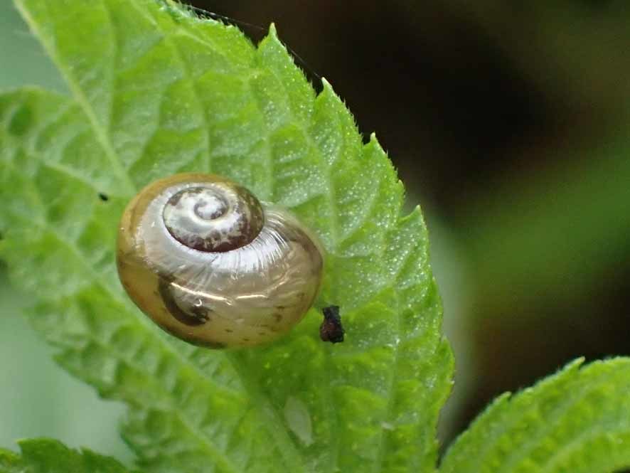 カタツムリ_f0131669_09552183.jpg