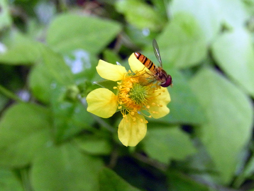 2016.7.24 日影沢で昆虫研修_f0131669_10175489.jpg