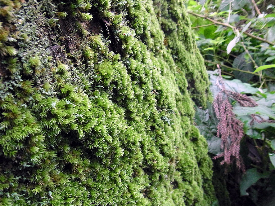 2016.7.24 日影沢で昆虫研修_f0131669_10183072.jpg