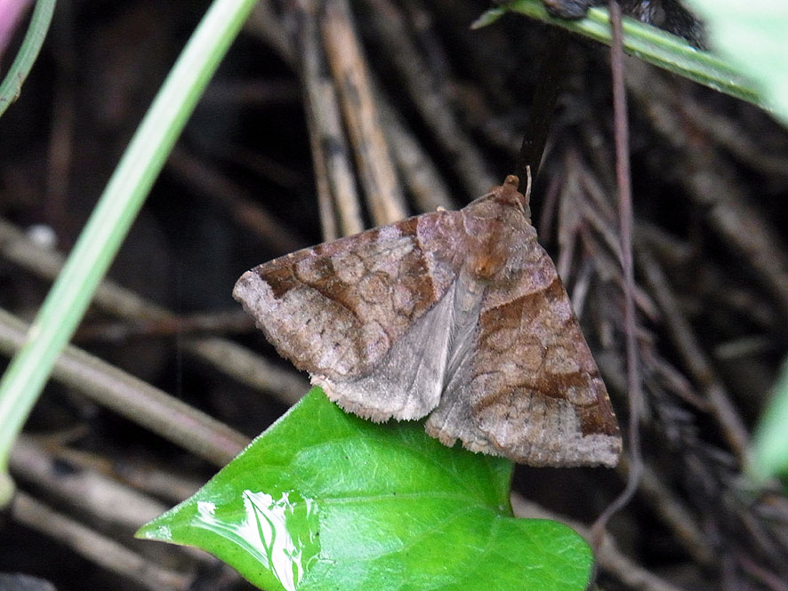 2016.7.24 日影沢で昆虫研修_f0131669_1019535.jpg