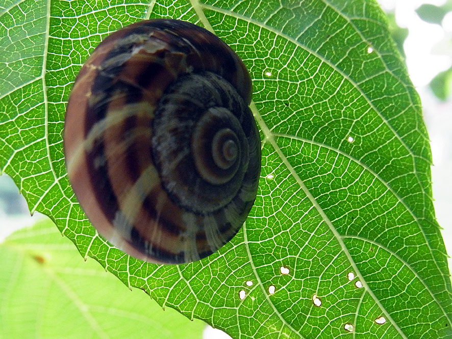 2016.7.24 日影沢で昆虫研修_f0131669_102253.jpg
