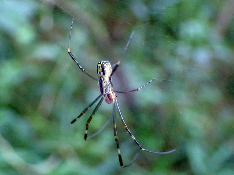 斜面林福々の森のクモ_f0131669_10225747.jpg