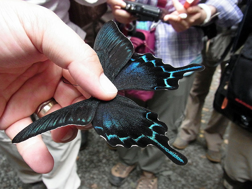 2016.7.24 日影沢で昆虫研修_f0131669_10234416.jpg