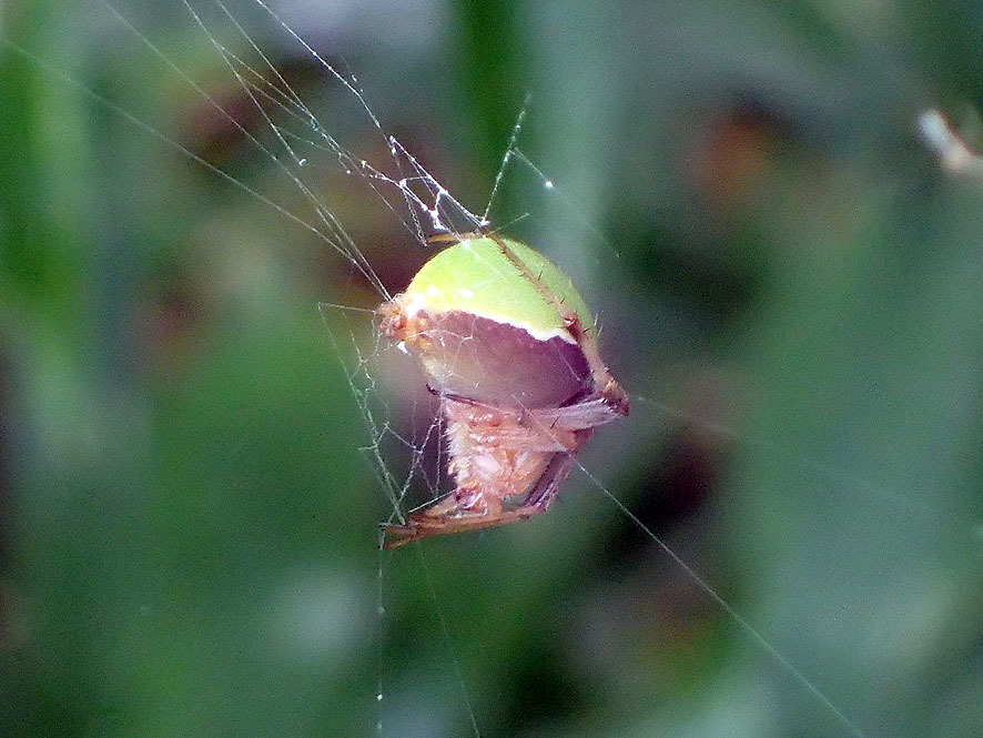 斜面林福々の森のクモ_f0131669_10234761.jpg