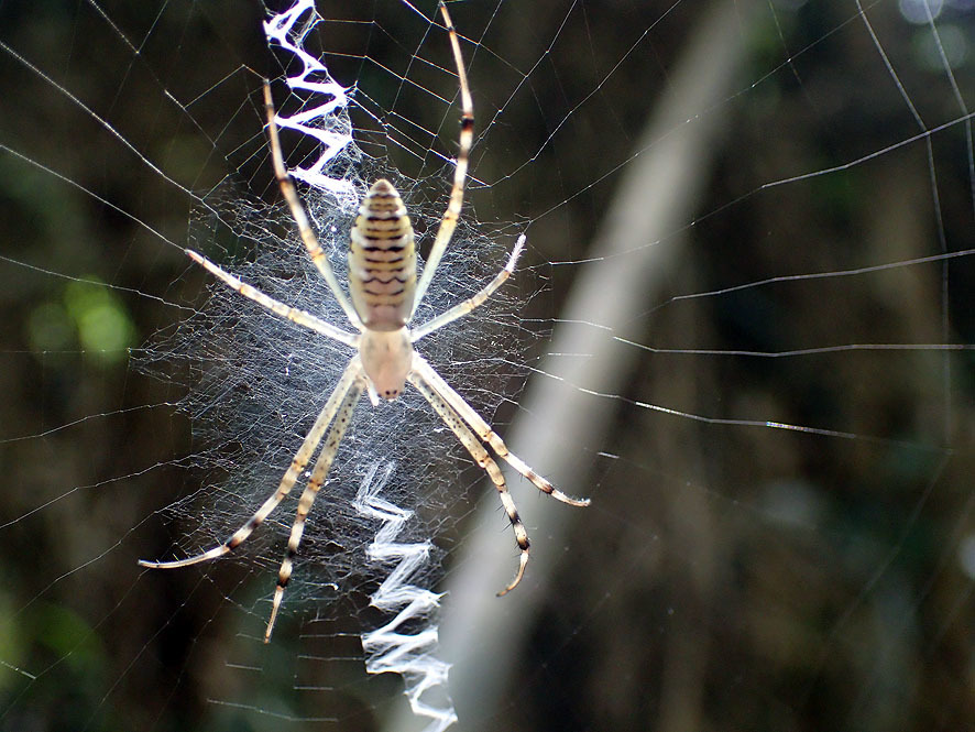 斜面林福々の森のクモ_f0131669_10243364.jpg