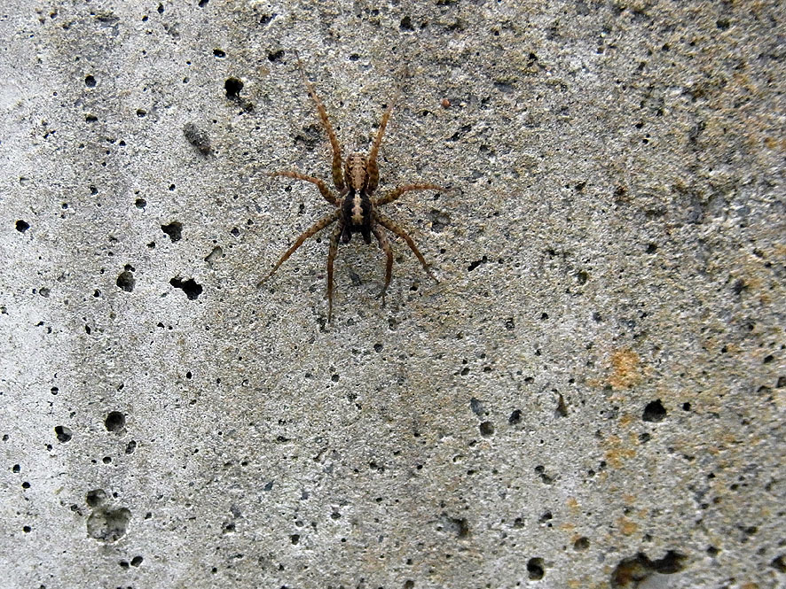 2016.7.24 日影沢で昆虫研修_f0131669_10243535.jpg