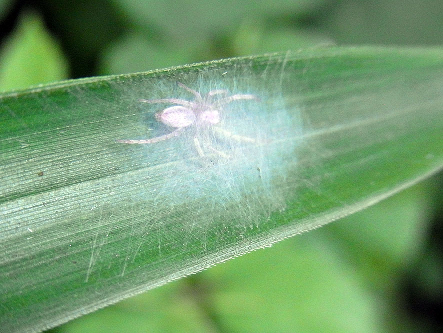 2016.7.24 日影沢で昆虫研修_f0131669_10251457.jpg