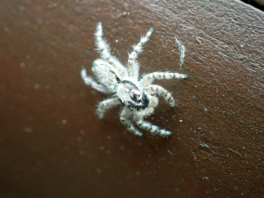 ベルダのクモたち　No.2_f0131669_10393998.jpg
