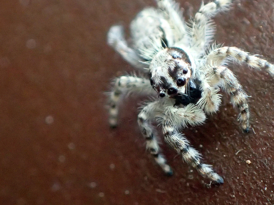 ベルダのクモたち　No.2_f0131669_10395918.jpg