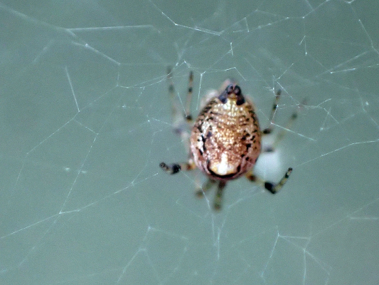 ベルダのクモたち　No.2_f0131669_10424750.jpg