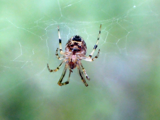 ベルダのクモたち　No.2_f0131669_10453171.jpg