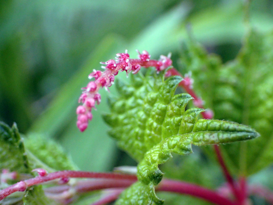 2018.8.20 岩殿_f0131669_10560812.jpg