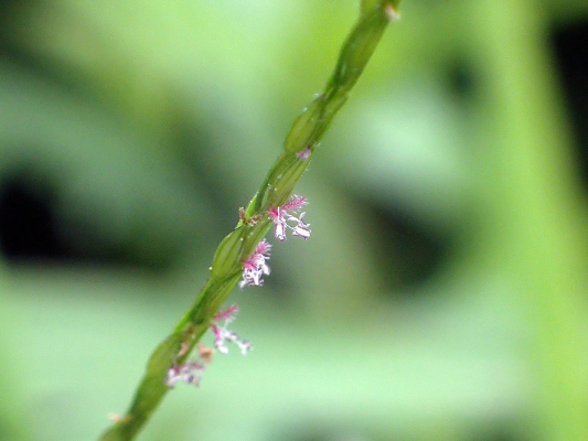 2018.8.20 岩殿_f0131669_12125794.jpg