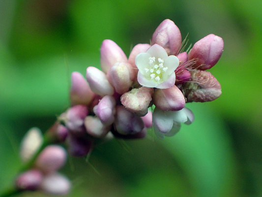 2018.8.20 岩殿_f0131669_12140877.jpg