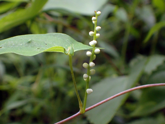 2018.8.20 岩殿_f0131669_12173611.jpg