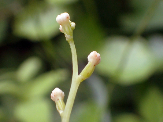 2018.8.20 岩殿_f0131669_12180884.jpg