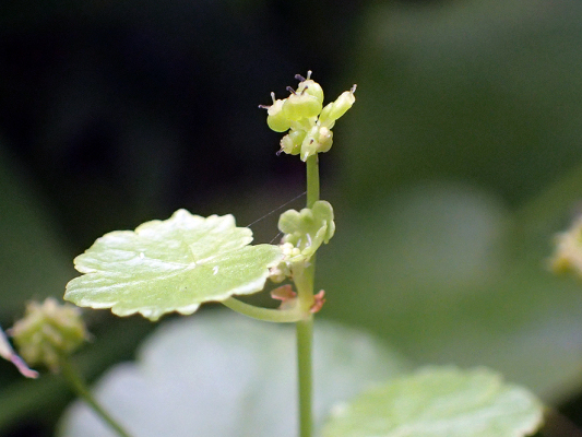 2018.8.20 岩殿_f0131669_12184339.jpg