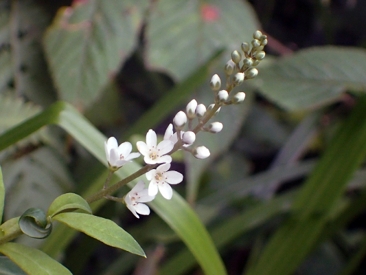 2018.8.20 岩殿_f0131669_12191733.jpg