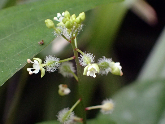 2018.8.20 岩殿_f0131669_12200515.jpg