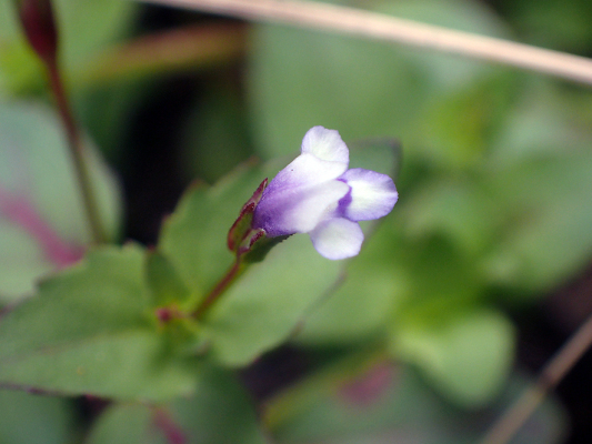 2018.8.20 岩殿_f0131669_12204489.jpg