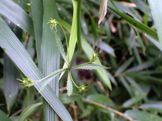 2018.8.20 岩殿_f0131669_12215344.jpg