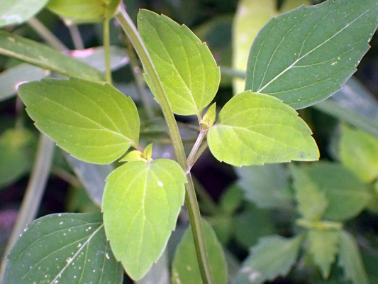 2018.8.20 岩殿_f0131669_12223129.jpg