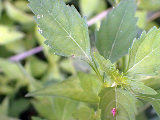 2018.8.20 岩殿_f0131669_12230740.jpg