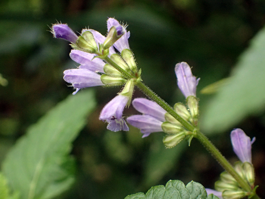 2018.8.20 岩殿_f0131669_12252714.jpg