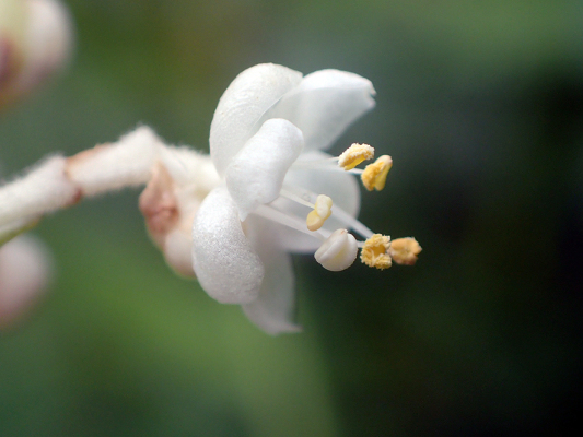 2018.8.20 岩殿_f0131669_12263638.jpg