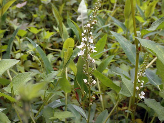 2018.8.20 岩殿_f0131669_12270911.jpg