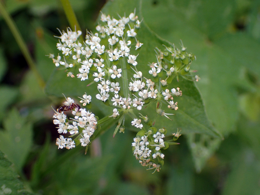 2018.8.20 岩殿_f0131669_12282448.jpg