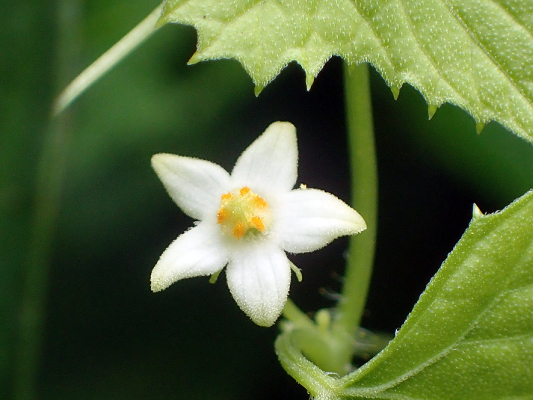 2018.8.20 岩殿_f0131669_12285645.jpg