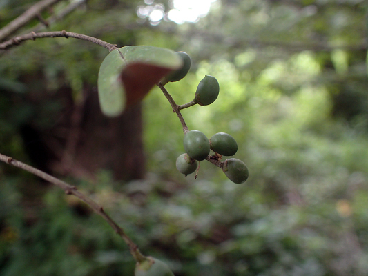 2018.8.20 岩殿_f0131669_12304146.jpg