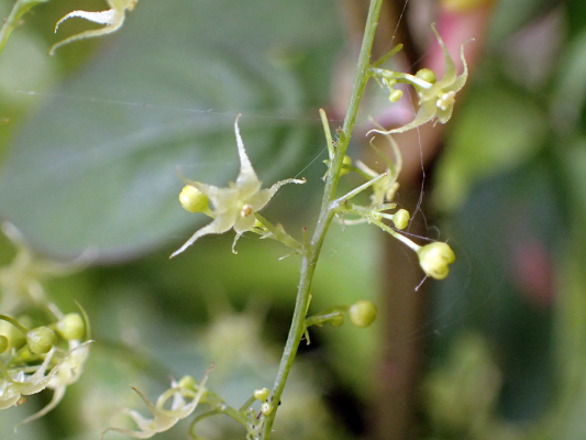 2018.8.20 岩殿_f0131669_12312593.jpg