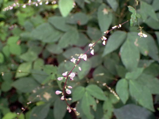 2018.8.20 岩殿_f0131669_12320269.jpg