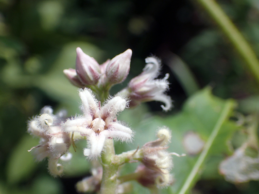 2018.8.20 岩殿_f0131669_12341875.jpg