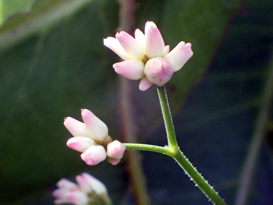 2018.8.20 岩殿_f0131669_12350515.jpg