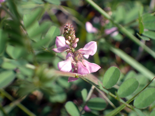2018.8.20 岩殿_f0131669_12362358.jpg