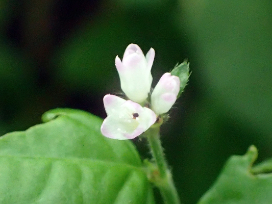 2018.8.20 岩殿_f0131669_12393627.jpg