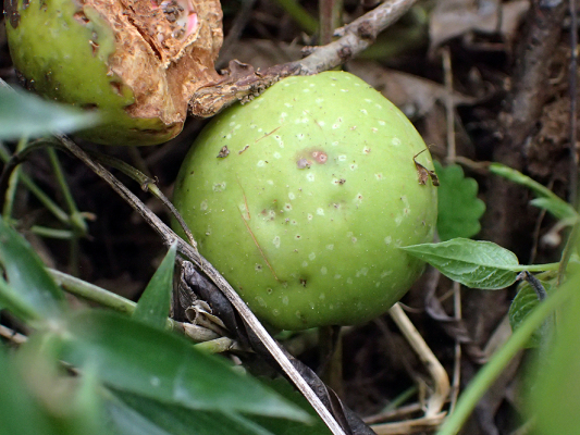 2018.8.20 岩殿_f0131669_12415474.jpg