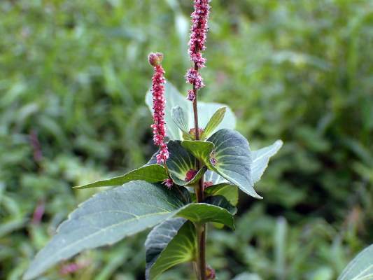 2018.8.20 岩殿_f0131669_12423534.jpg