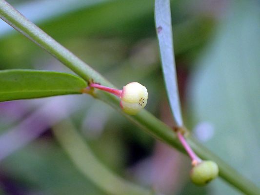 2018.8.20 岩殿_f0131669_12440036.jpg