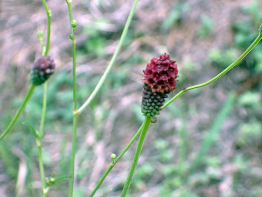 2018.8.20 岩殿_f0131669_12452951.jpg