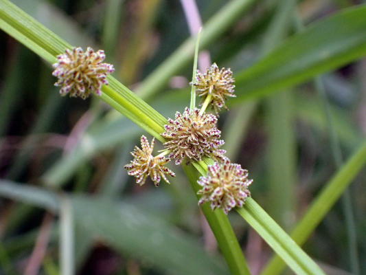 2018.8.20 岩殿_f0131669_12465807.jpg